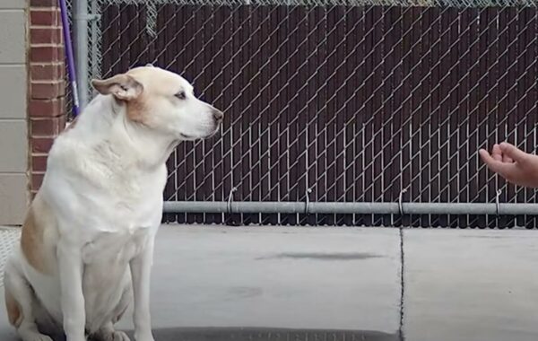 Reunión en el refugio: el momento en que un perro perdido reconoce a su dueño perdido hace mucho tiempo-1