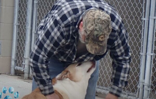 Reunion at the Shelter: The Moment a Lost Dog Recognizes His Long-Lost Owner-1