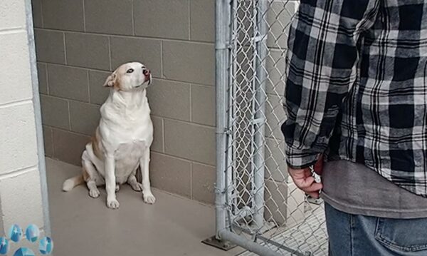 Reunión en el refugio: el momento en que un perro perdido reconoce a su dueño perdido hace mucho tiempo-1