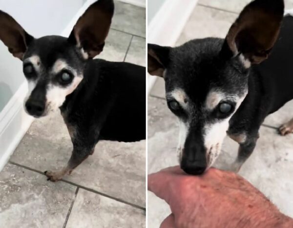 Senior Dog's Memory Lapse Leaves Owner Heartbroken Yet Touched-1