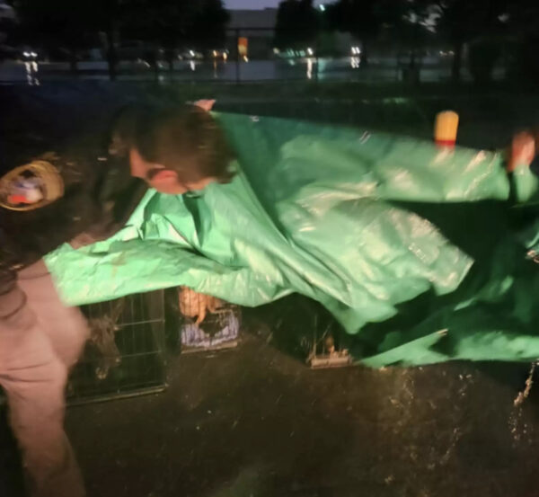 El personal del refugio descubre un descubrimiento increíble bajo una lona verde después de la tormenta-1