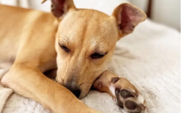 Trabajadores de un refugio devastados por un cachorro tembloroso encontrado abandonado en la perrera-1