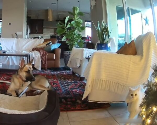 Sibling Shenanigans: Cat Saves Mischievous Dog from a Scolding!-2