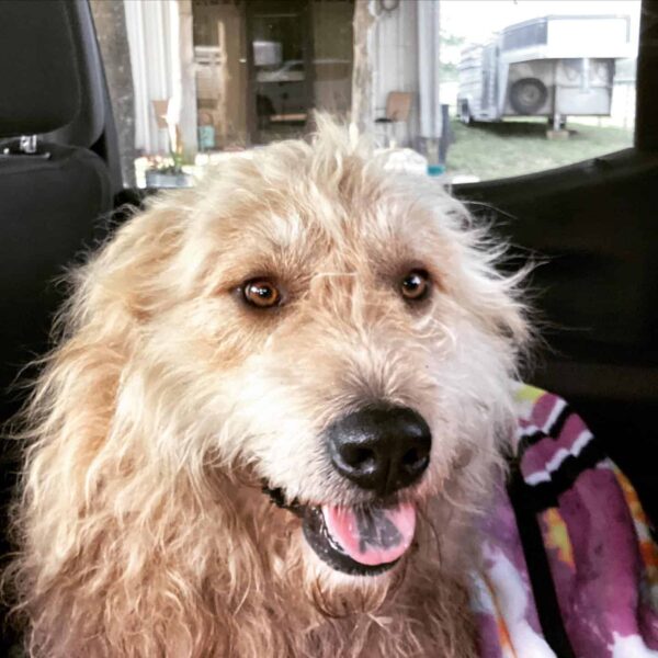 Sisters Find a Lonely Dog on a Road Trip: Their Next Steps Will Melt Your Heart-1