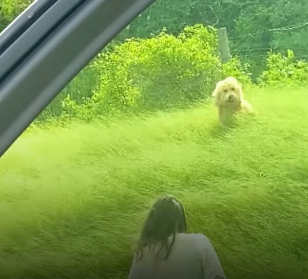 Sisters Find a Lonely Dog on a Road Trip: Their Next Steps Will Melt Your Heart-1