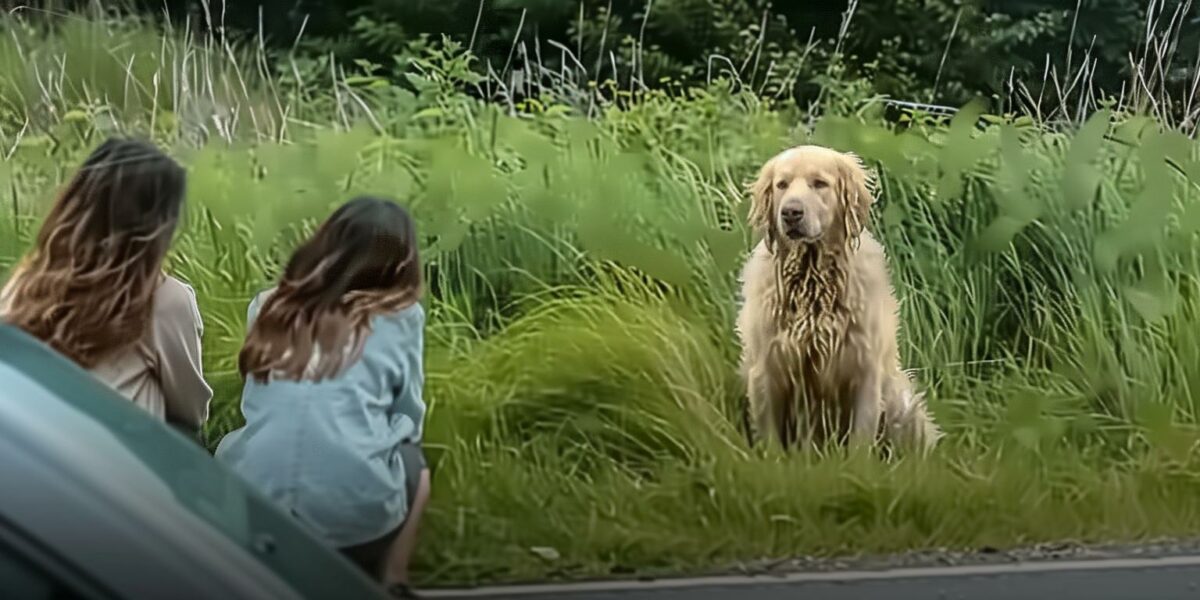 Sisters Find a Lonely Dog on a Road Trip: Their Next Steps Will Melt Your Heart