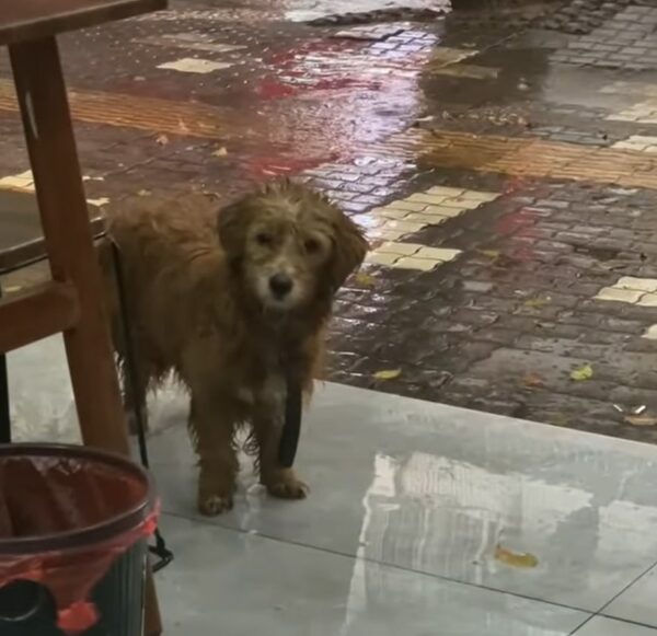 Stray Dog's Rainy Day Rescue: A Tale of Kindness and Survival-1