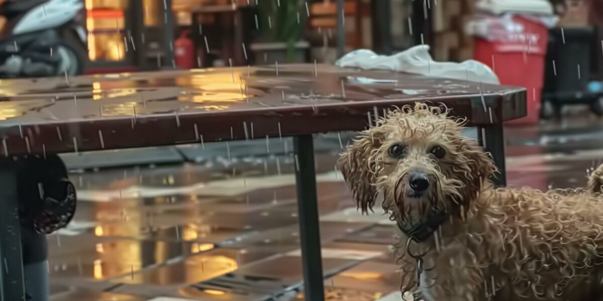 Stray Dog's Rainy Day Rescue: A Tale of Kindness and Survival