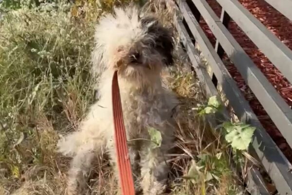 Stray Dog's Surprising Transformation Leads to an Astonishing Discovery-1