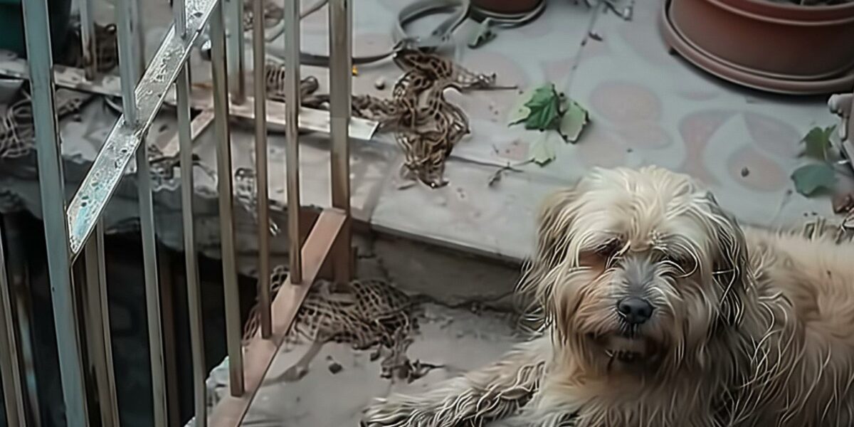 Stray Dog's Unexpected Secret Brings Tears and Joy