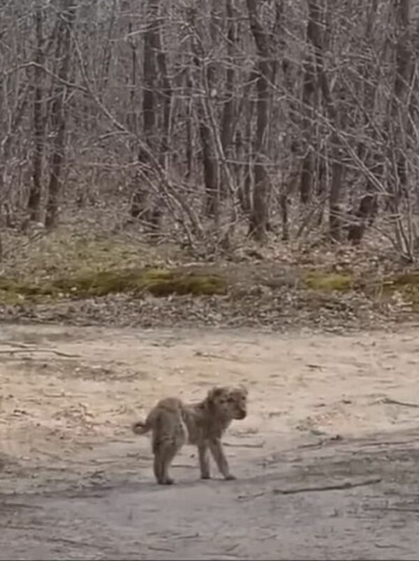 Stray Pup's Journey of Survival to Belonging Will Tug at Your Heartstrings-1