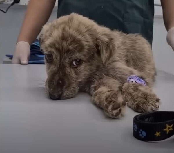 Stray Pup's Journey of Survival to Belonging Will Tug at Your Heartstrings-1