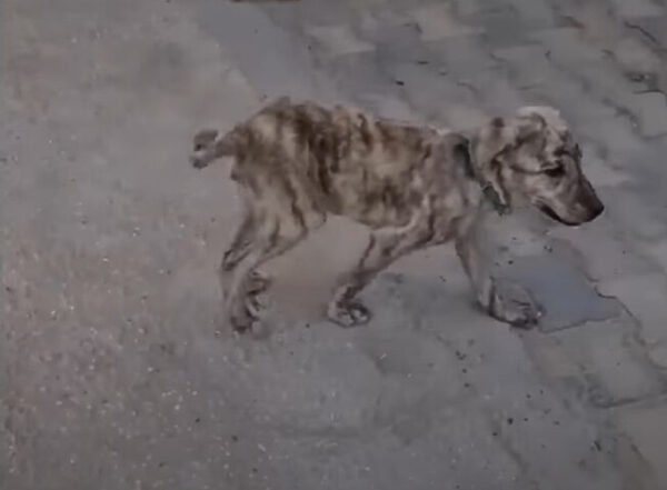 Stray Pup's Journey of Survival to Belonging Will Tug at Your Heartstrings-1