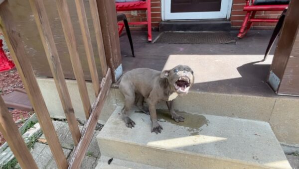 Stray Pup's Sleepy Porch Surprise: A Life-Changing Discovery-1