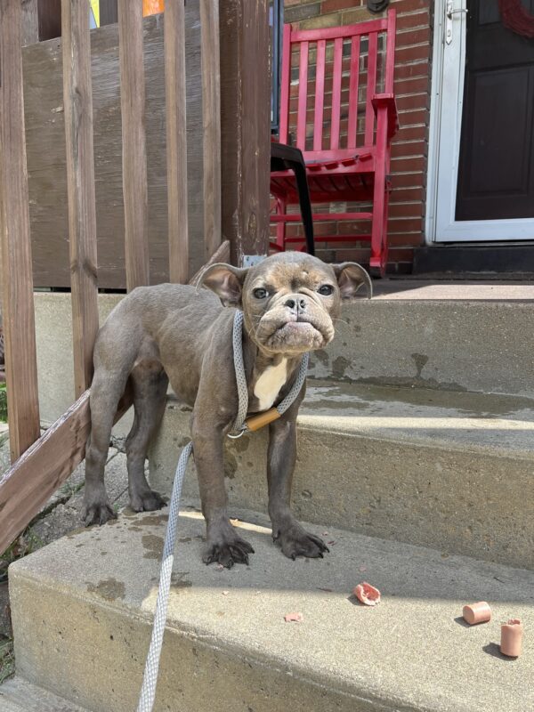 Stray Pup's Sleepy Porch Surprise: A Life-Changing Discovery-1