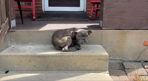 Stray Pup's Sleepy Porch Surprise: A Life-Changing Discovery-1