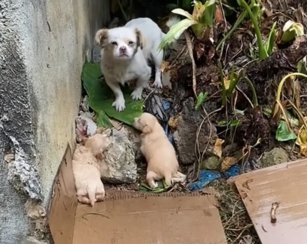 Lucha y supervivencia: la lucha de una madre perra para proteger a sus cachorros bajo la lluvia-1