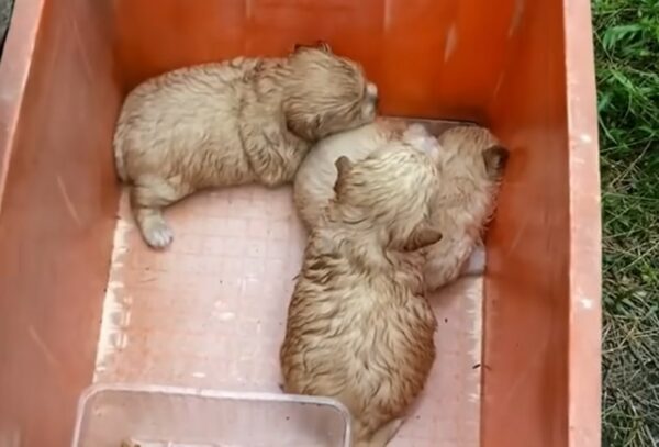 Lucha y supervivencia: la lucha de una madre perra para proteger a sus cachorros bajo la lluvia-2