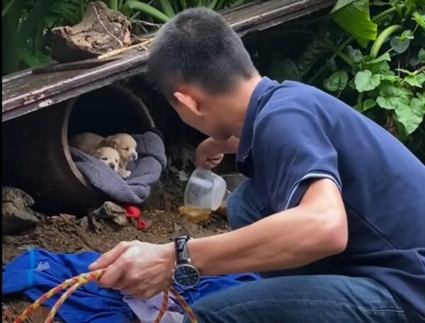 Struggle and Survival: A Mother Dog's Fight to Protect Her Puppies in the Rain-3