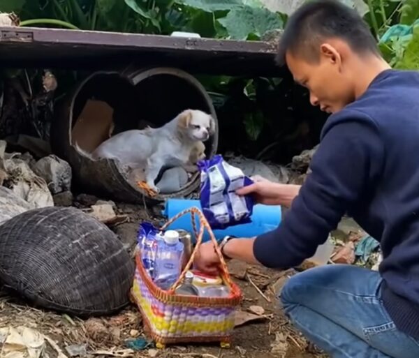 Lucha y supervivencia: la lucha de una madre perra para proteger a sus cachorros bajo la lluvia-4