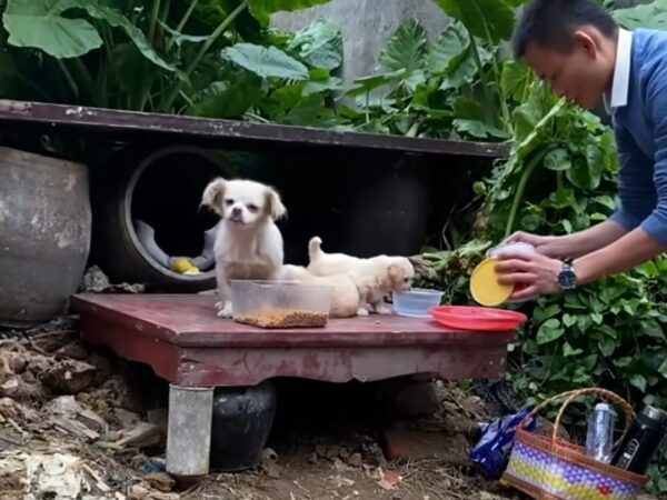 Struggle and Survival: A Mother Dog's Fight to Protect Her Puppies in the Rain-5