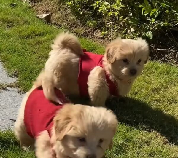 Struggle and Survival: A Mother Dog's Fight to Protect Her Puppies in the Rain-7