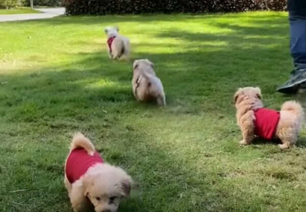 Lucha y supervivencia: la lucha de una madre perra para proteger a sus cachorros bajo la lluvia-8