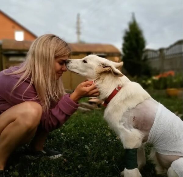 Lucha por la supervivencia: la historia de un cachorro atrapado en un charco-1