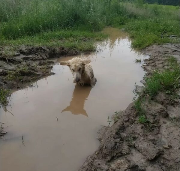 Lucha por la supervivencia: la historia de un cachorro atrapado en un charco-1