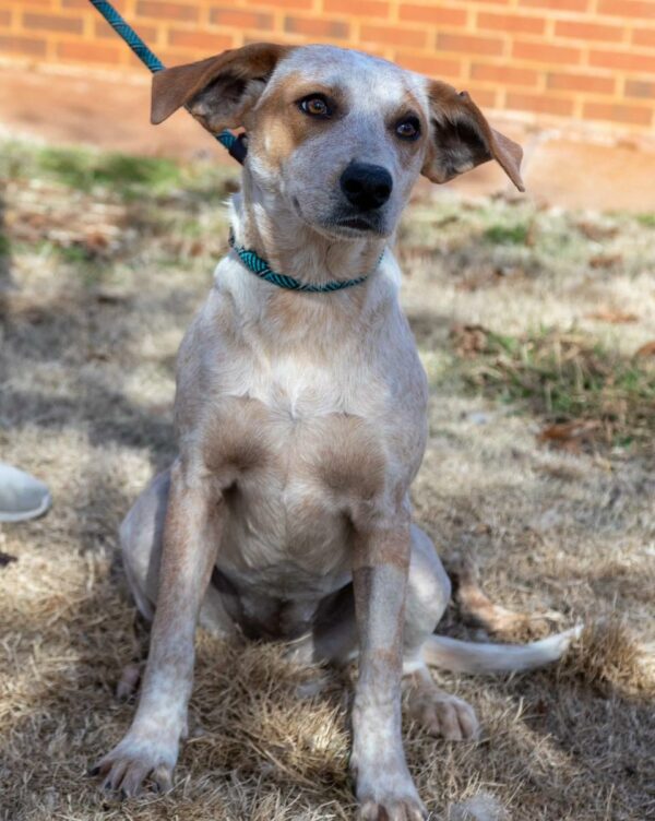 Historia de lealtad y pérdida: cómo el mundo de un perro de refugio se puso patas arriba-1