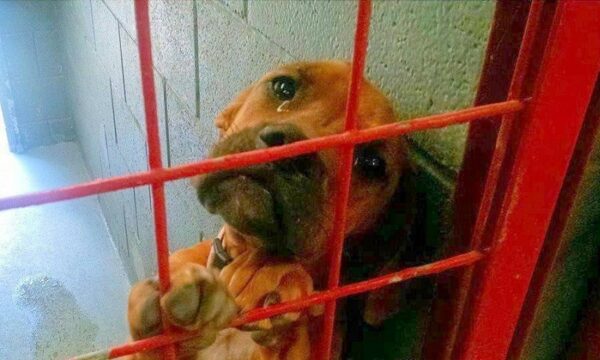 Lágrimas y esperanza: cómo el llanto de un perro de un refugio provocó un movimiento global para adoptar-1