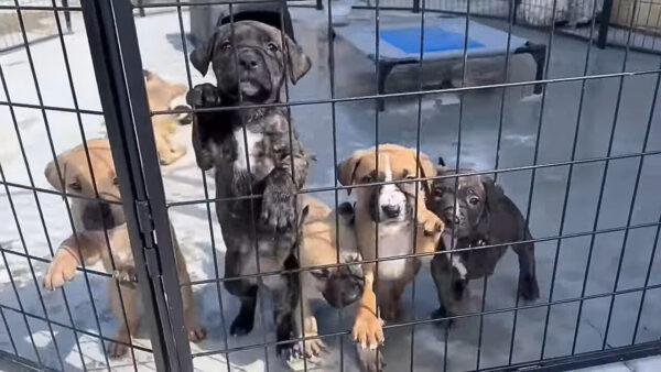 Lágrimas y colas: el desgarrador rescate de seis cachorros abandonados en una canasta-3