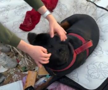 Lágrimas y colas: las increíbles reuniones de mascotas y dueños después de la tragedia del tornado-1