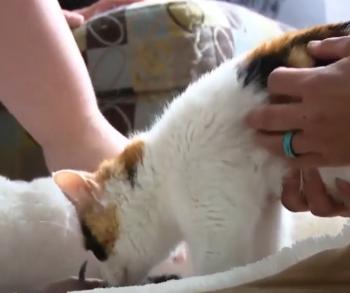 Lágrimas y colas: las increíbles reuniones de mascotas y dueños después de la tragedia del tornado-1