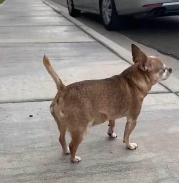 Lágrimas de lealtad: descubre la saga emocional de un chihuahua con profunda ansiedad por separación-1