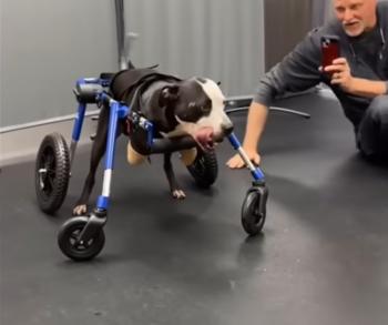 The Astonishing Journey of a Two-Legged Dog: From Despair to Triumph-1