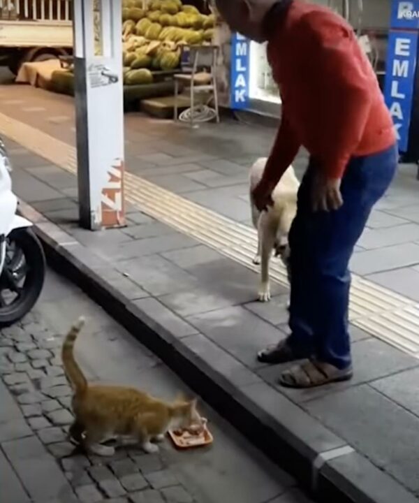 The Butcher's Compassion: Strays Find Refuge and Food at This Shop-1