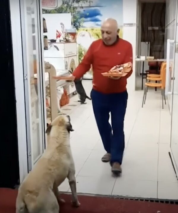 La compasión del carnicero: los perros callejeros encuentran refugio y comida en esta tienda-1