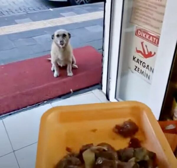 La compasión del carnicero: los perros callejeros encuentran refugio y comida en esta tienda-1