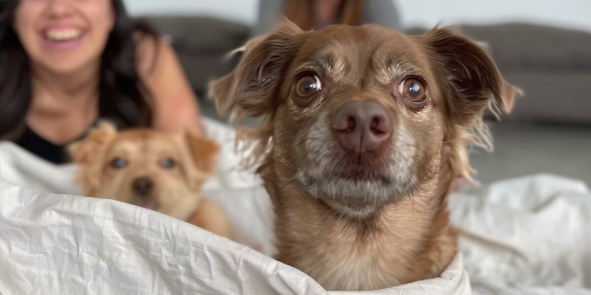 The Day Dolly the Rescue Pup Became an Unexpected Star