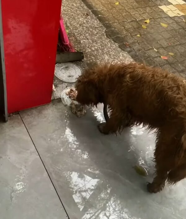 El viaje emocional de un pequeño perro callejero: de las luchas callejeras a una cálida bienvenida-1