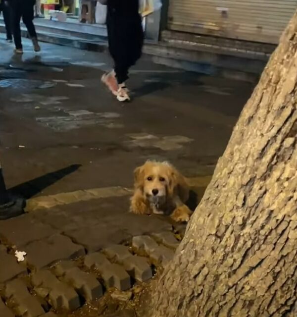 El viaje emocional de un pequeño perro callejero: de las luchas callejeras a una cálida bienvenida-1