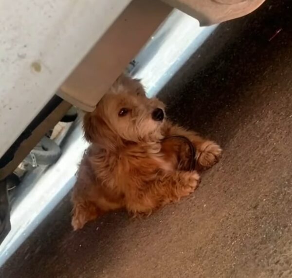 El viaje emocional de un pequeño perro callejero: de las luchas callejeras a una cálida bienvenida-1