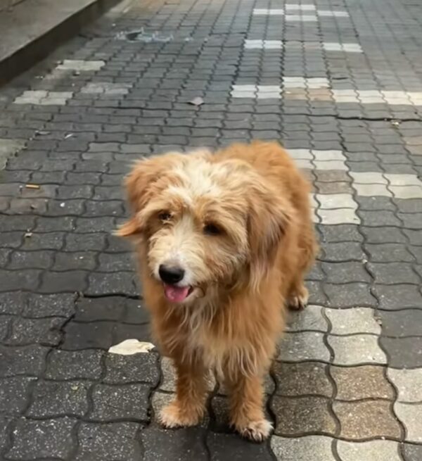 El viaje emocional de un pequeño perro callejero: de las luchas callejeras a una cálida bienvenida-1