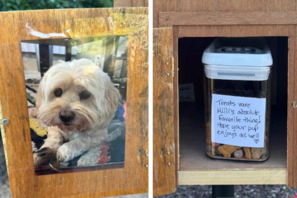 The Emotional Tale of a Dog's Legacy That Will Tug at Your Heartstrings-1