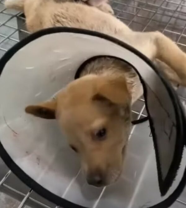 The Heart-Tugging Tale of a Tiny Puppy Found in Desperation-1