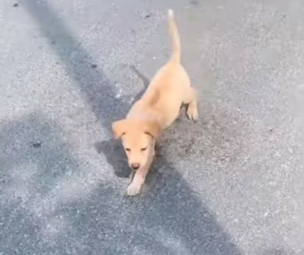 La conmovedora historia de un pequeño cachorro encontrado en la desesperación-1