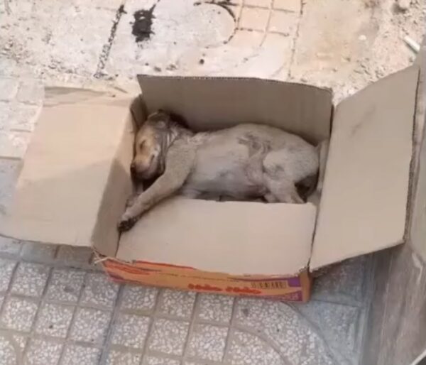 La conmovedora historia de un pequeño cachorro encontrado en la desesperación-1