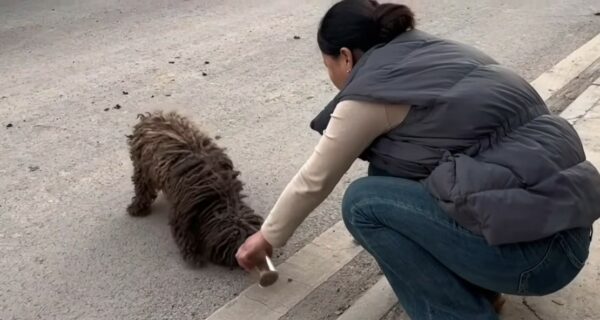 The Heartbreaking Journey of a Stray Pup in Search of Love-1