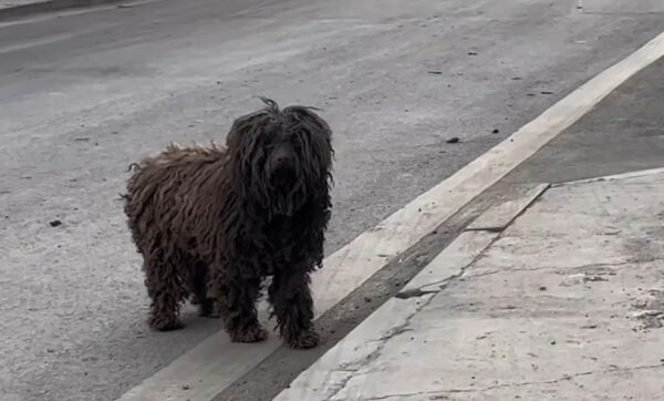 El desgarrador viaje de un cachorro callejero en busca del amor-1